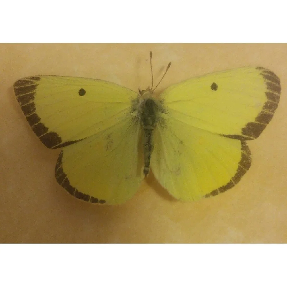 Butterfly Mounts - in 6 x 8